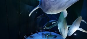 Ozeaneum Strahlsund, Greenpeace Sonderausstellung: Riesen der Meere 1:1