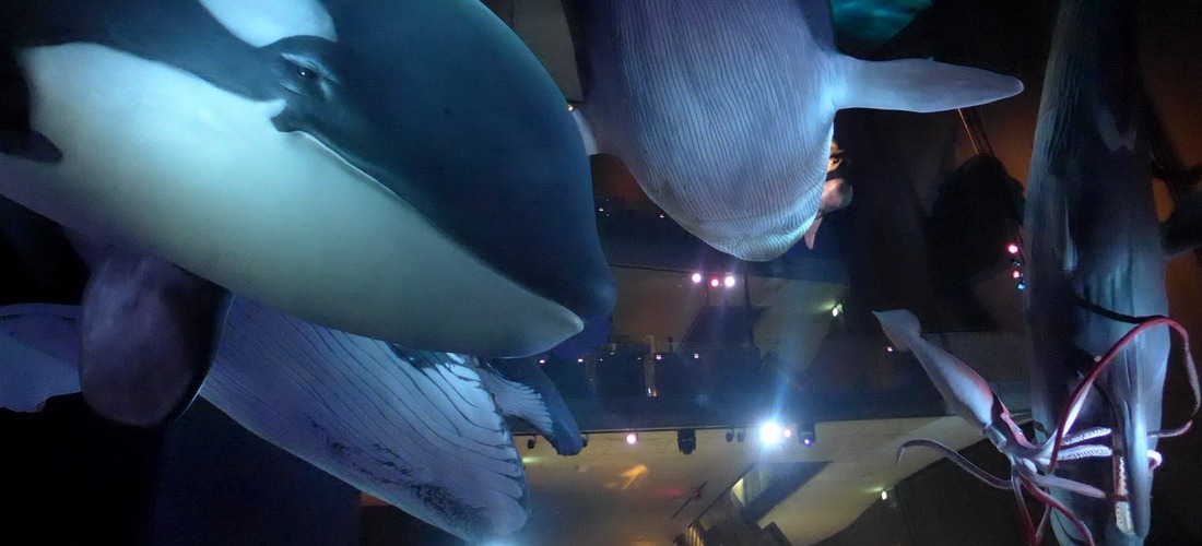Ozeaneum Strahlsund, Greenpeace Sonderausstellung: Riesen der Meere 1:1